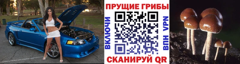 Псилоцибиновые грибы ЛСД  купить  цена  omg ссылка  Камышин 